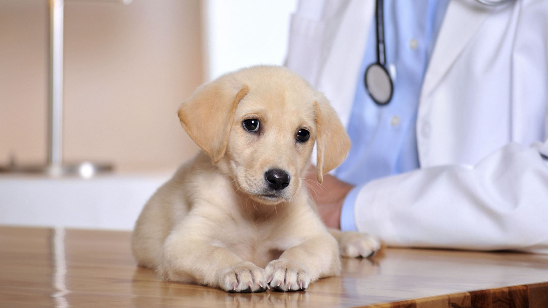 Pets V care Animal Hospital - Shaffer Veterinary Services | Providing Special Care For Your Pets