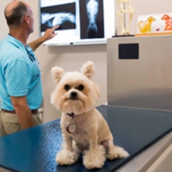 Radiology