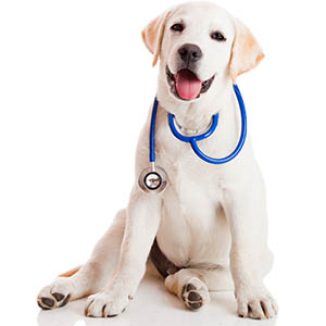Heartworm Testing and Prevention